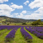 Port Arthur Lavender is an organic lavender farm growing and manufacturing a large range of quality handmade products.